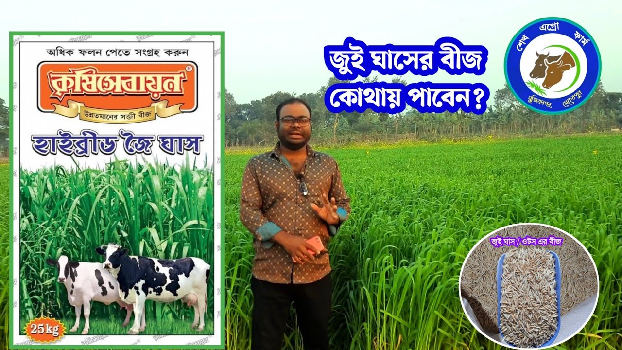 জুই ঘাসের বীজ কোথায় পাবেন? শীতের রাজা জুই ঘাস #জুই_ঘাস_চাষ #জুই_ঘাসের_বীজ #শেখ_এগ্রো_ফার্ম