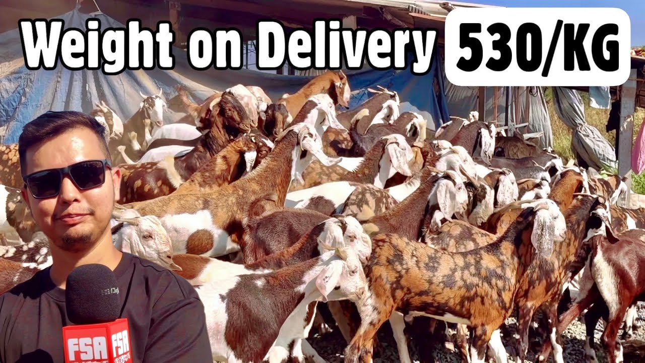 530/KG Gujri Goats at Kismat Goat Farm Surat | Mortality Assurance | Weight on Delivery