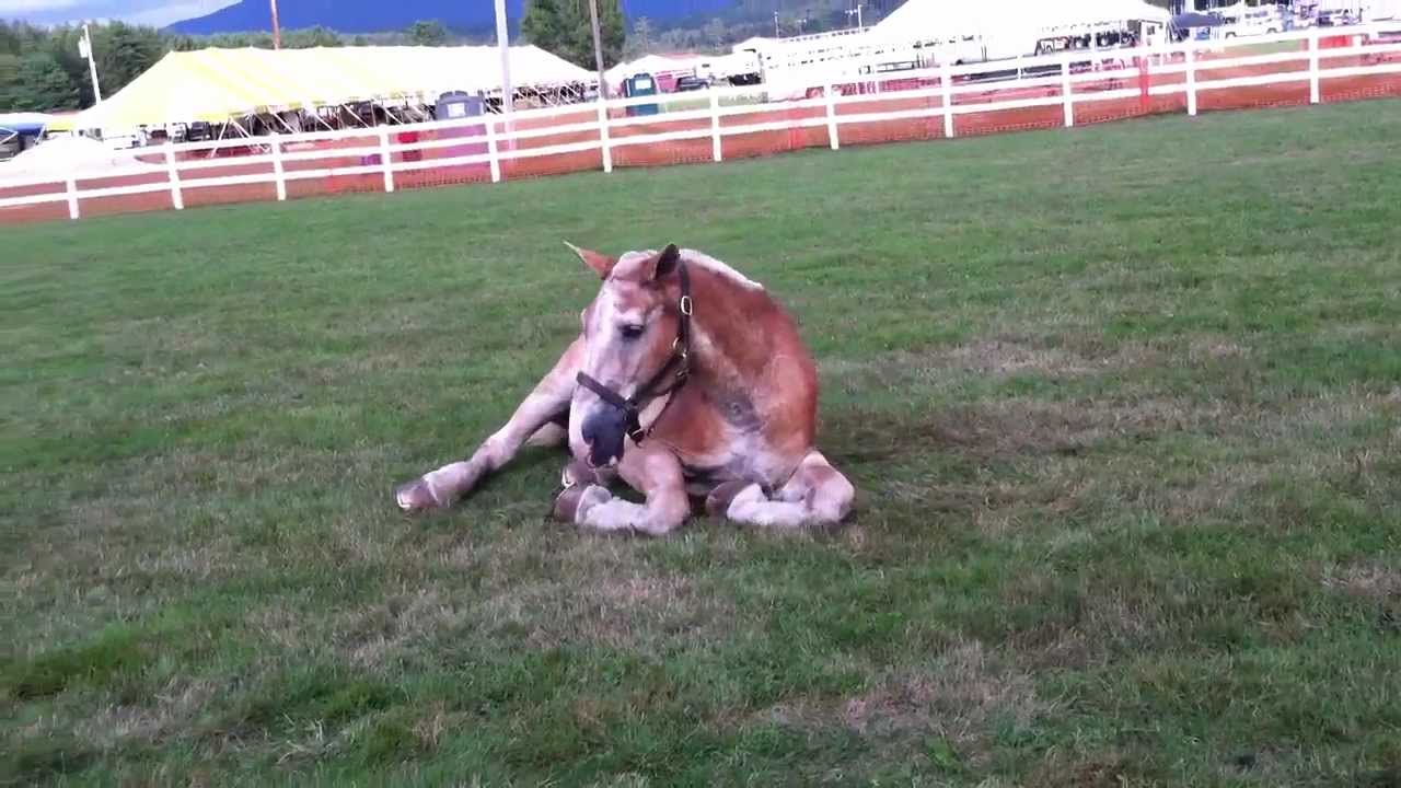 Old horse rolling in grass