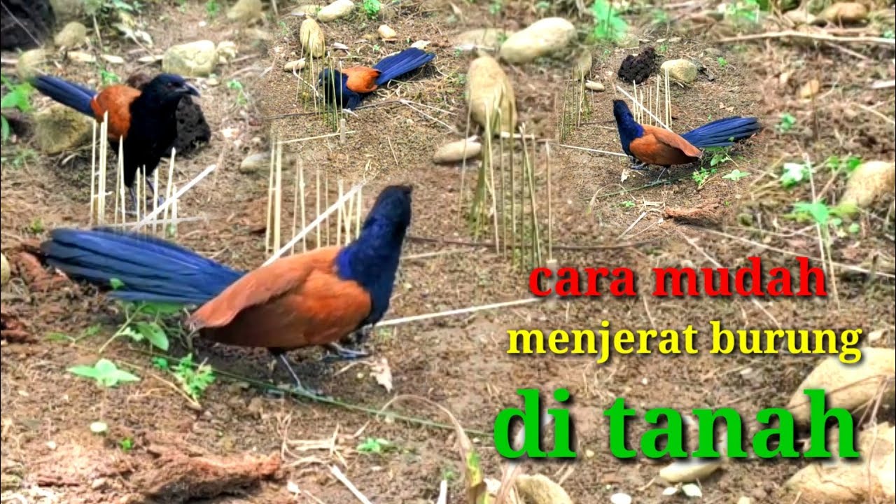 Cara mudah menjerat burung di tanah