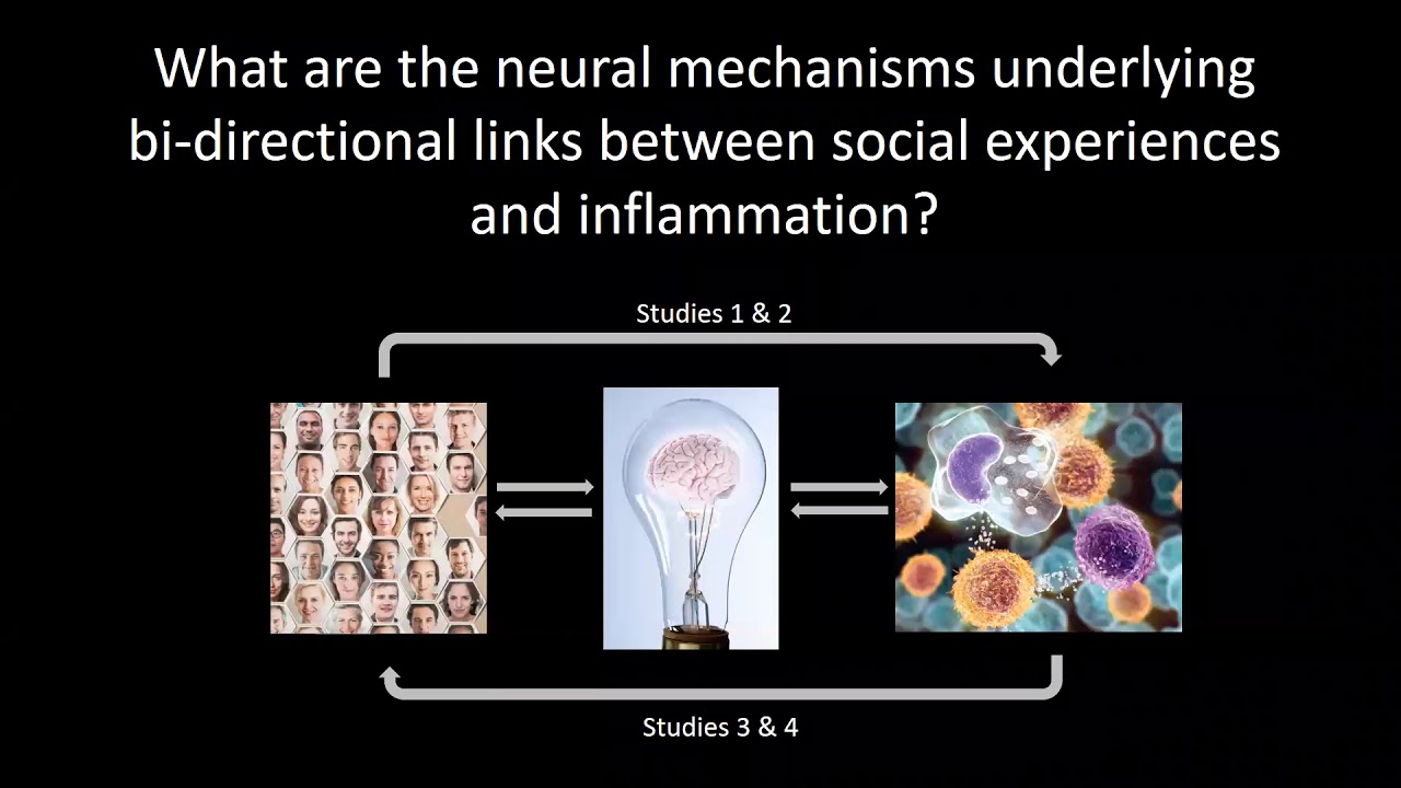 Social Life of the Immune System: Bi-Directional Links between Social Experiences and Inflammation