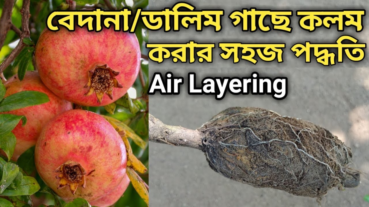 বেদানা/ডালিম গাছে কলম করার সহজ পদ্ধতি | Pomegranate tree air layering | air layering process