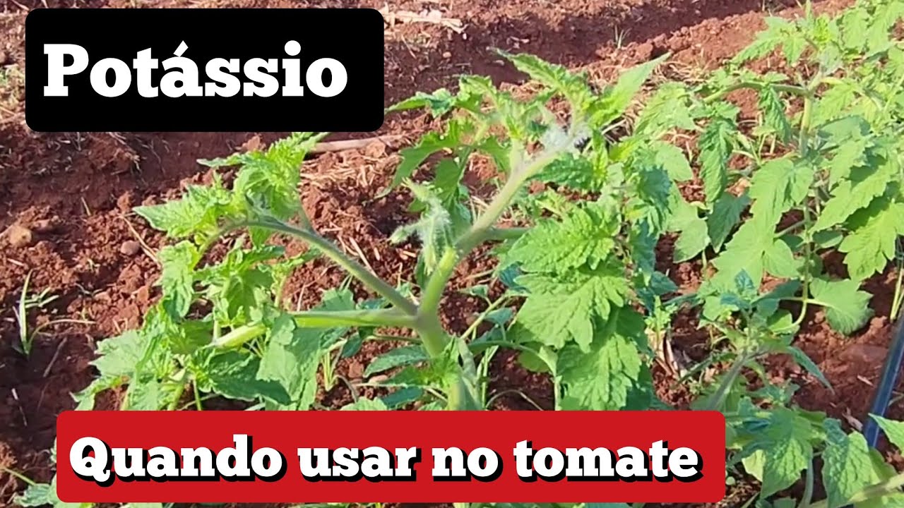 quando devo usar potássio no tomate