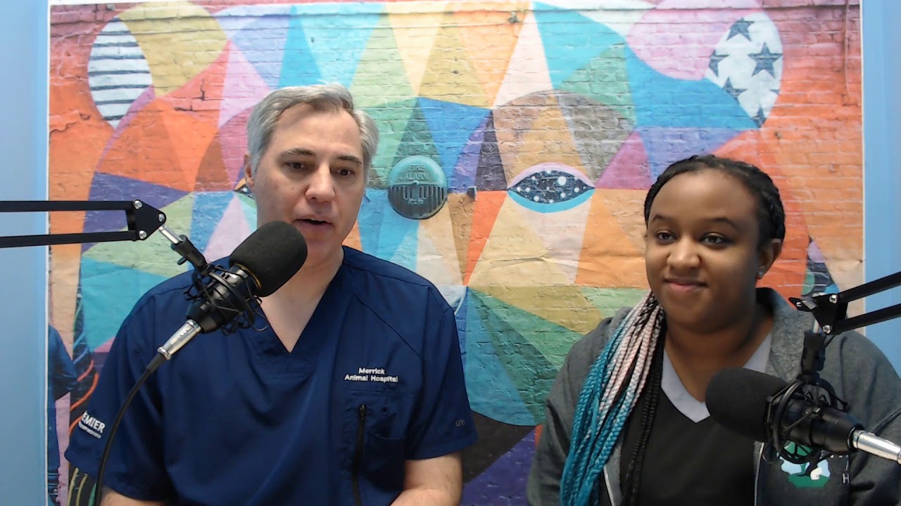 021 Hepatic Lipidosis in Cats