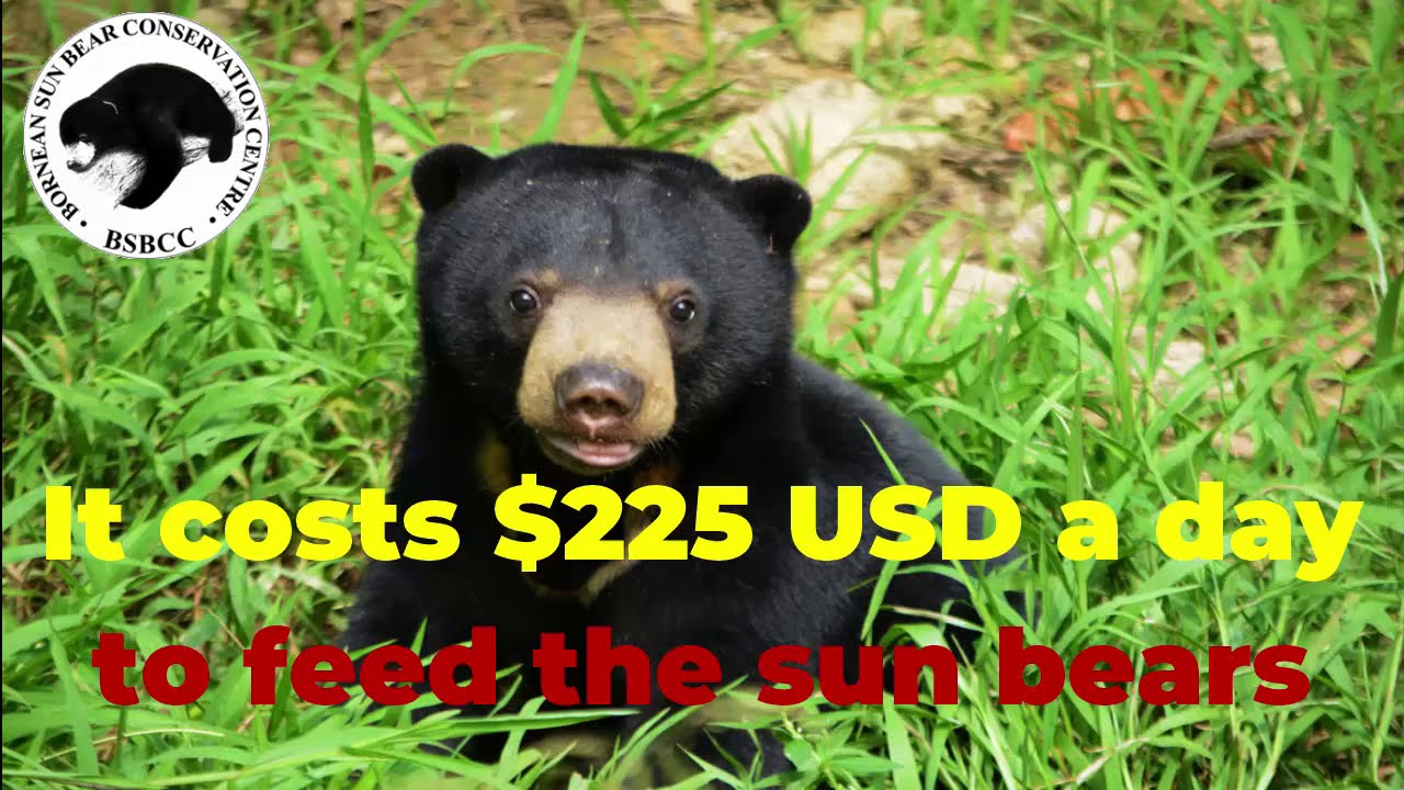 Donate To Help Save The Sun Bears | Saving Sun Bears