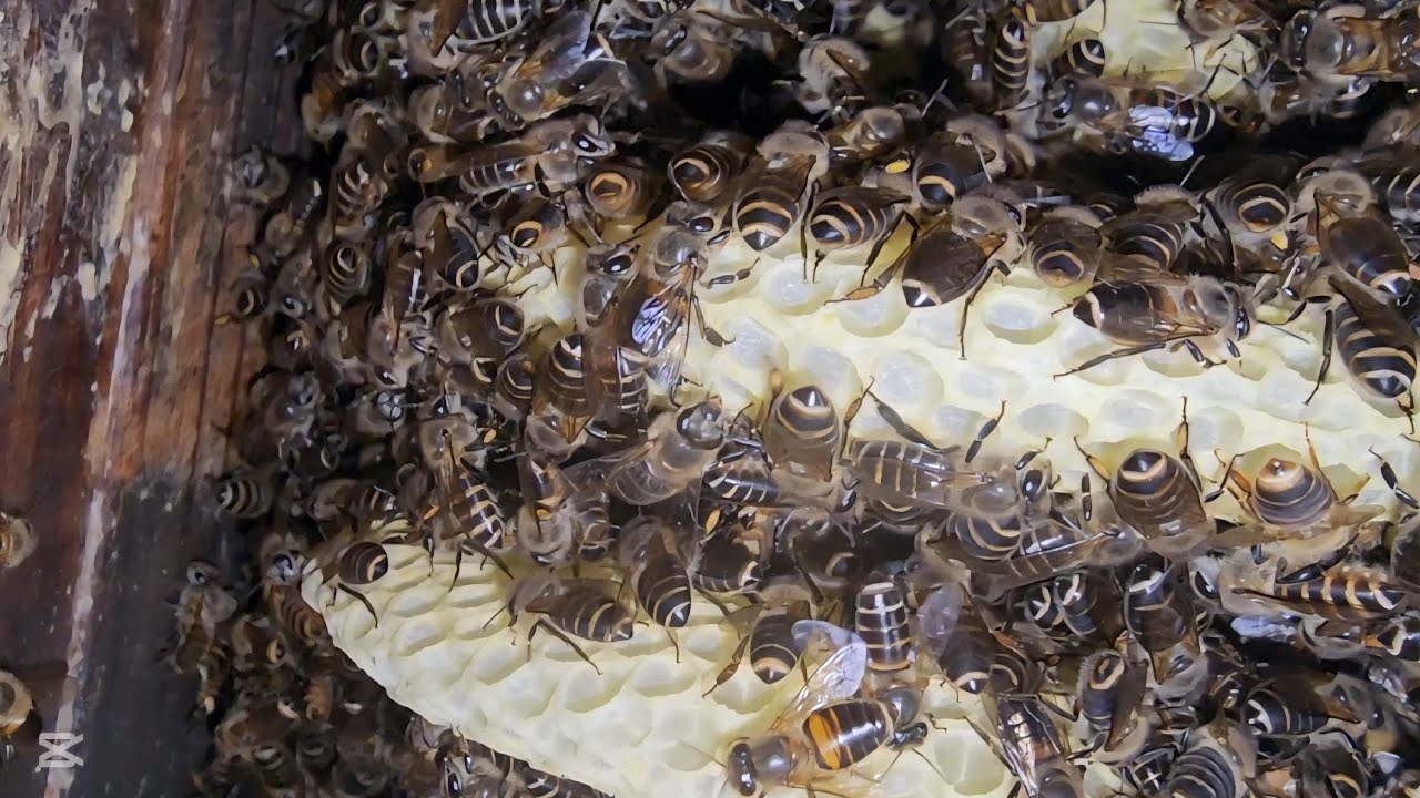 토종벌 분봉하기전 계상을 하면어떠한일이?