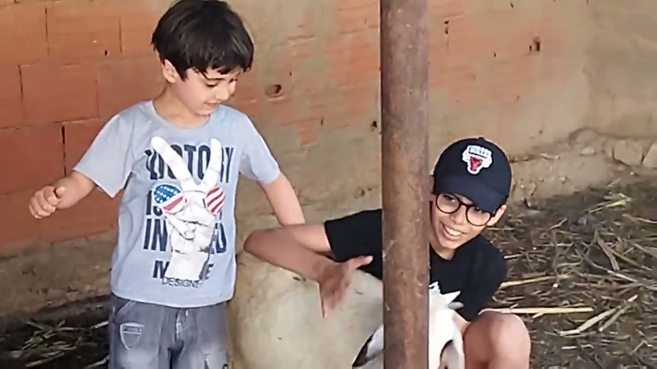 فيديو اليوم بي رعاية سي محمد أمين 🐏😂