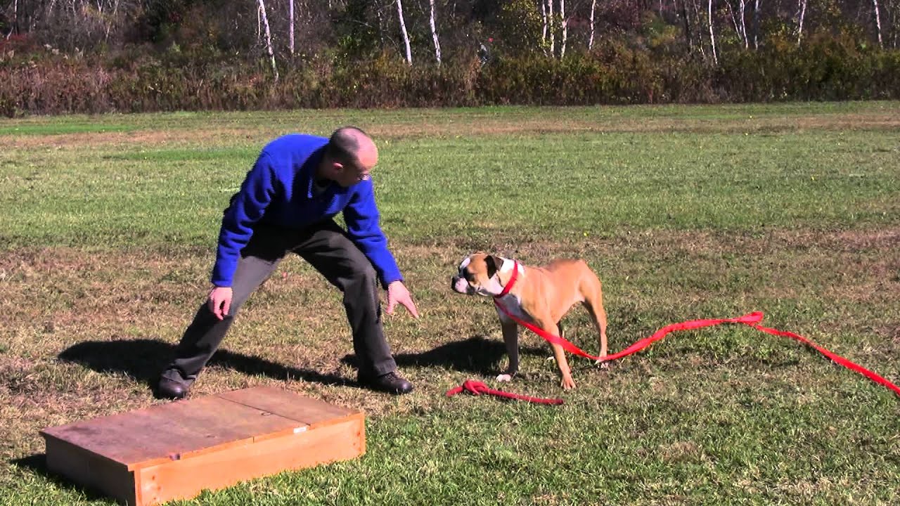How to Play Tug of War with Your Dog - the Right Way - to Improve Your Connection