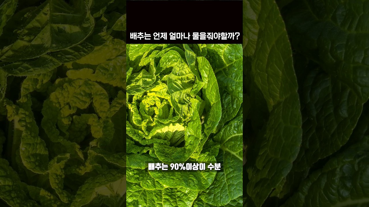 김장 배추 물주는 시기와 횟수 어렵지 않습니다 1분 농사정보 #shortsvideo