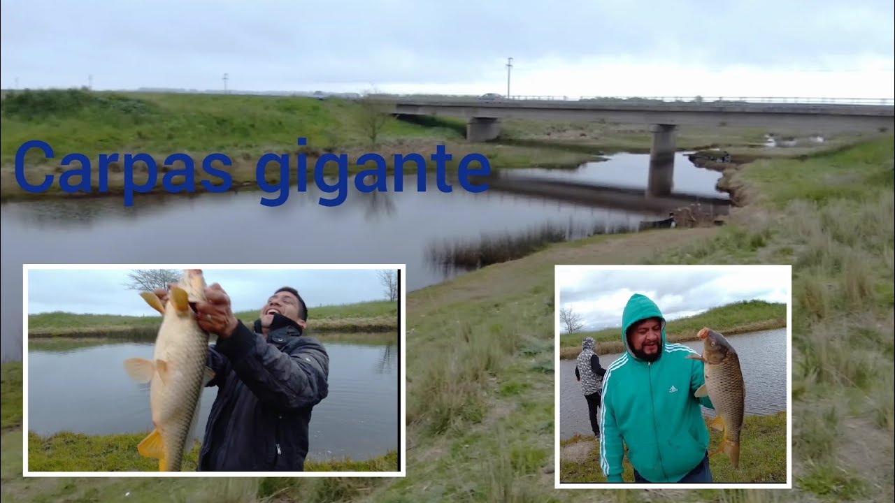 pesca de carpones gigantes