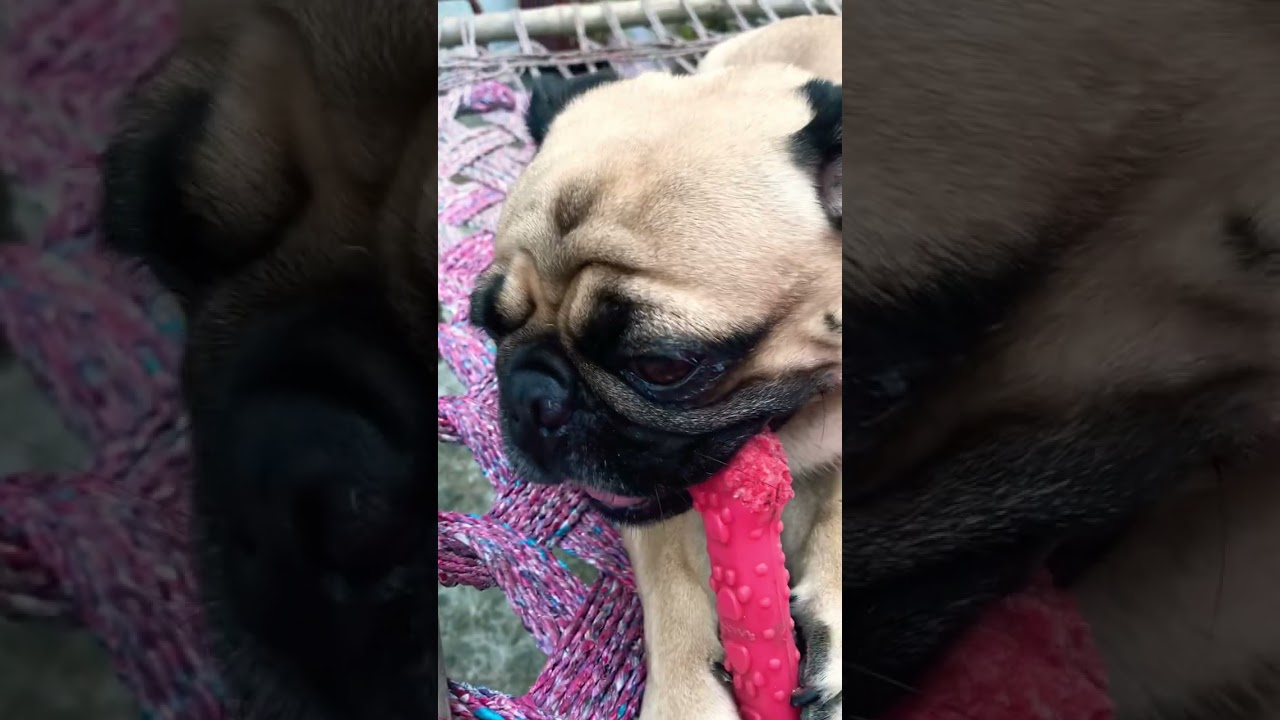 Oscar नराज हो गया Video नहीं बनानी 😔🥰