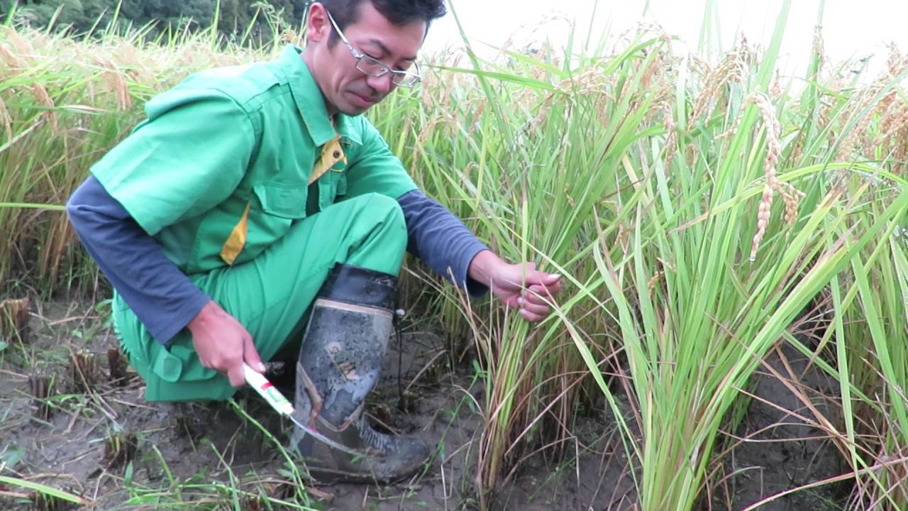 網本さん解説動画　～稲の刈り方～