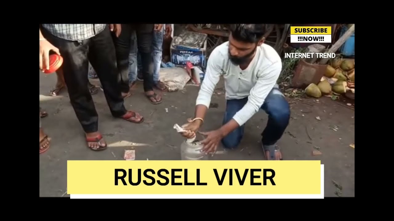 Russell viper bites a man in Maharashtra || Most venomous snake in india || #safetyfirst