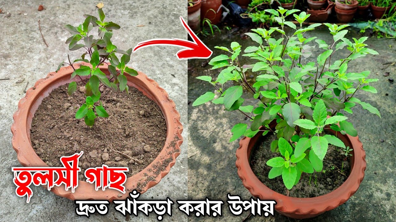 তুলসী গাছ লাগানোর সঠিক নিয়ম | তুলসী গাছের পরিচর্যা - How to Care Tulsi Plant
