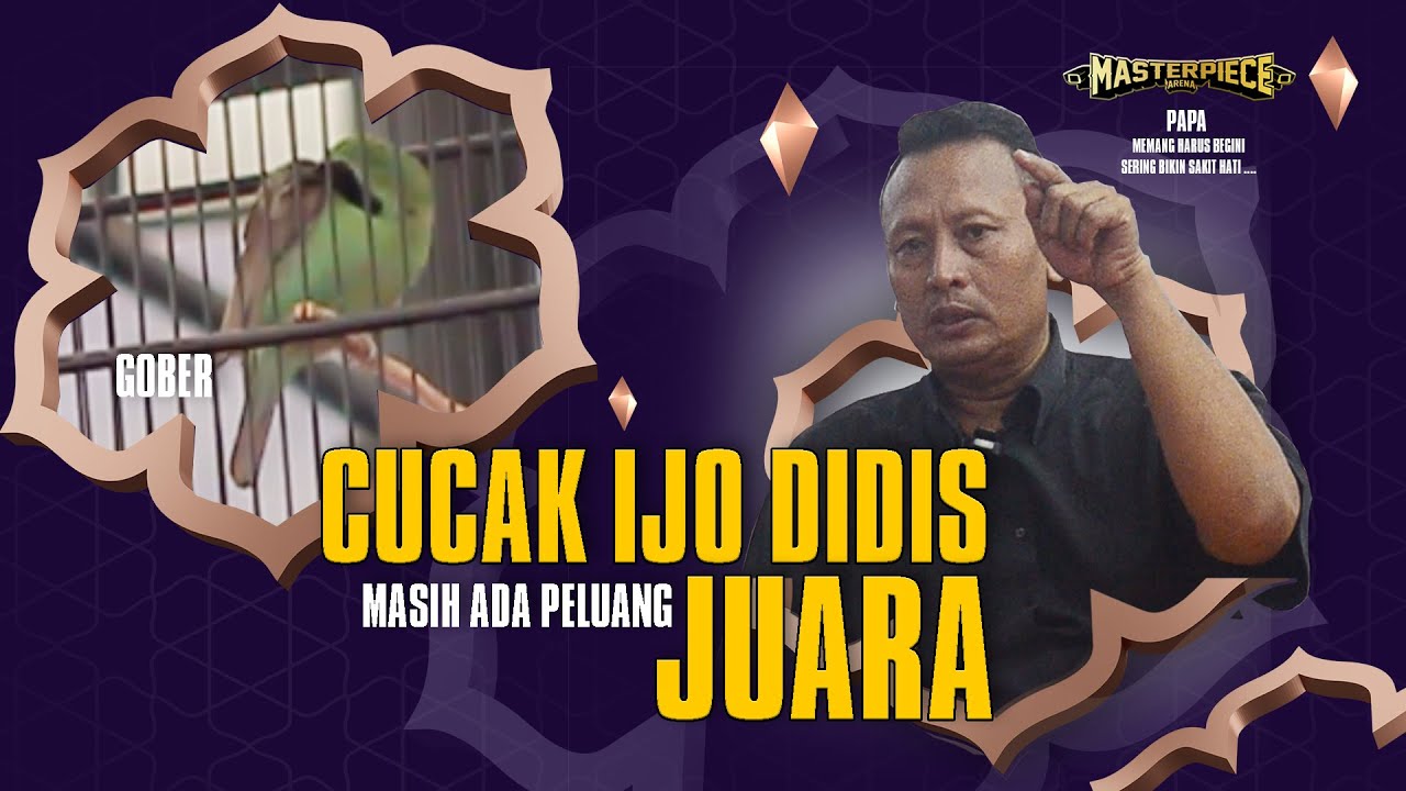 MASTERPIECE ARENA🔥Peluang JUARA Cucak Ijo GOBER Didis Di Gantangan