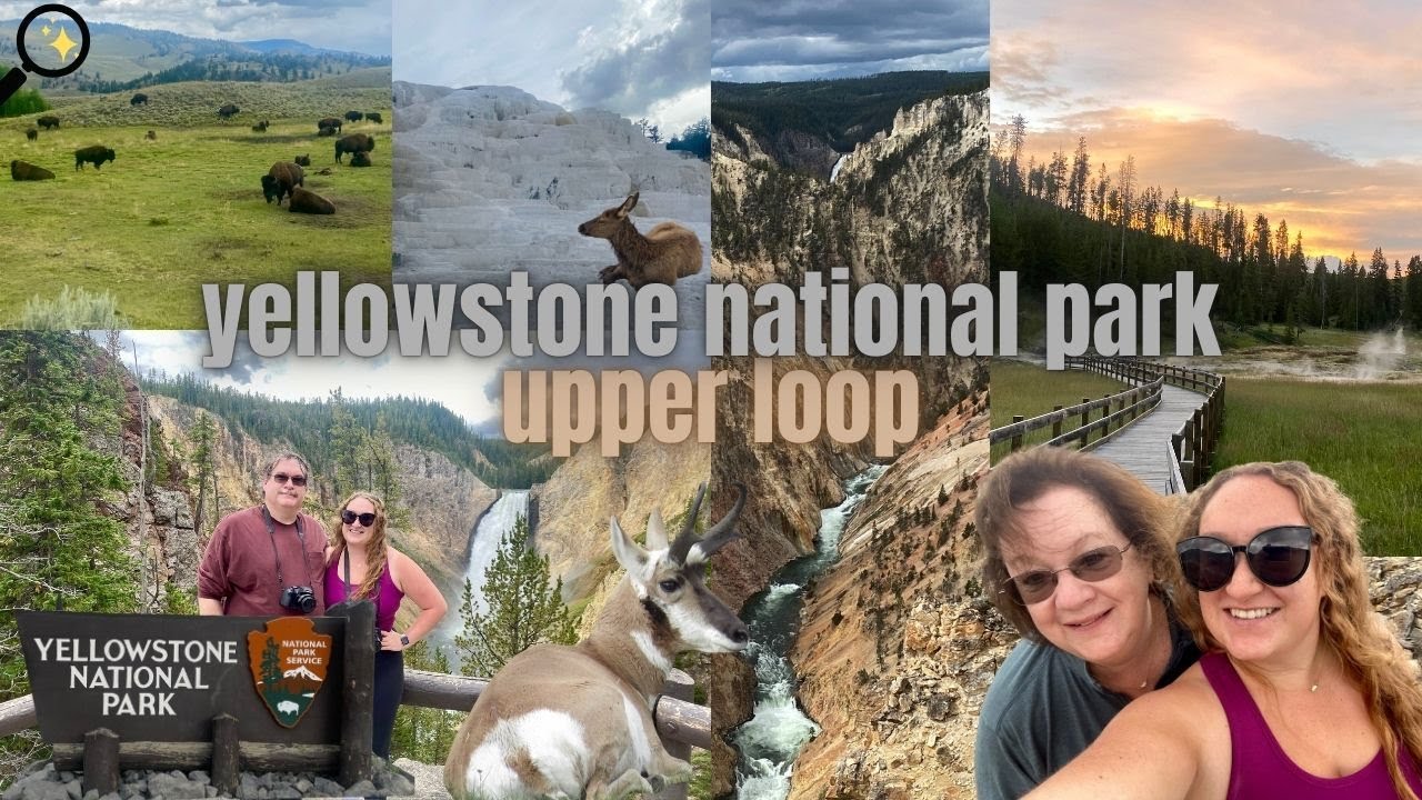 YELLOWSTONE NATIONAL PARK: upper loop | artist point, lamar valley for wildlife, geothermals & more!