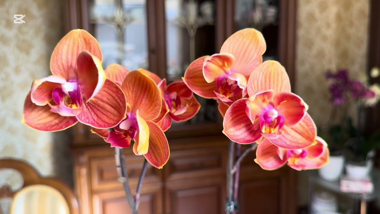 МАРТ🌷. ПОДБОРКА ИЗ ЦВЕТУЩИХ + ДВЕ НОВИНКИ🌸🌺🌸