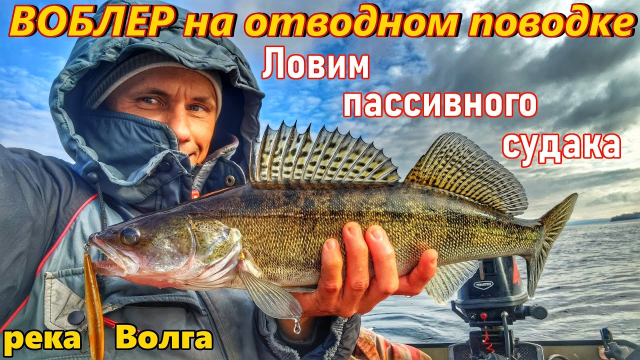 ВОБЛЕР НА ОТВОДНОМ ПОВОДКЕ/КАК ПОЙМАТЬ ПАССИВНОГО СУДАКА?/НОЧНОЙ СУДАК/САМАРА,ВОЛГА/ОСЕНЬ 2025