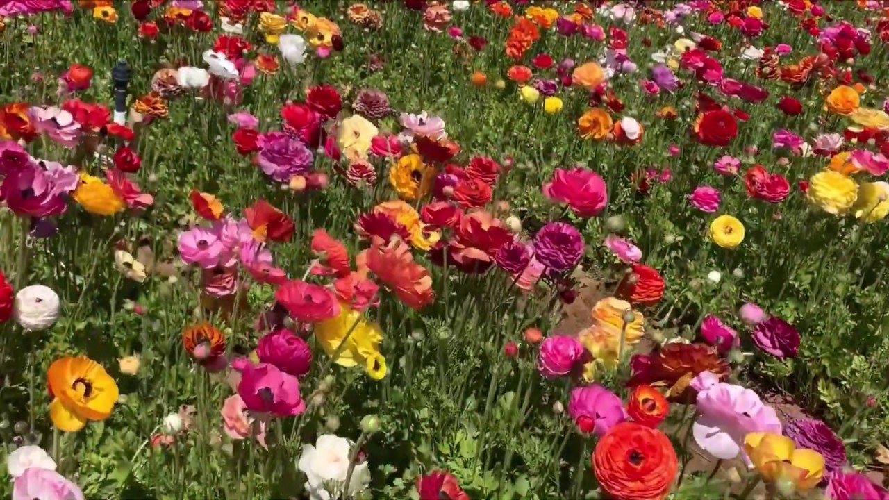 Carlsbad Flowers Field 2019 2