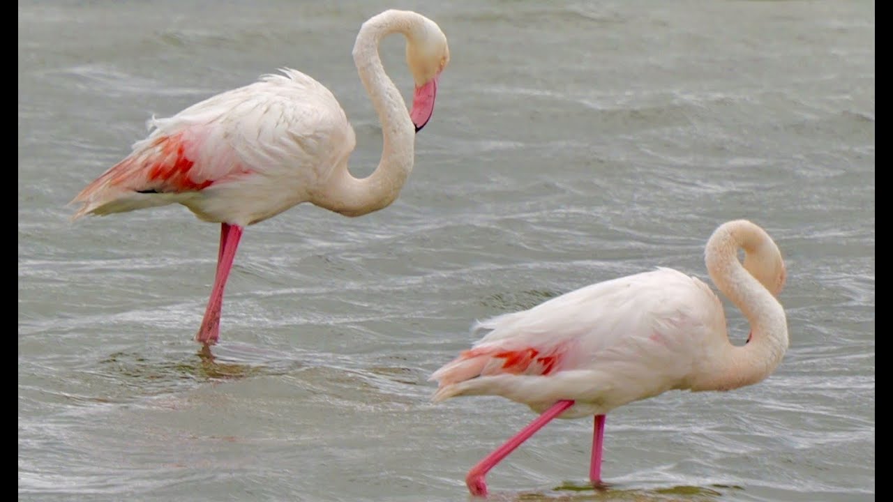 Fenicotteri rosa Le valli di Comacchio e Pomposa