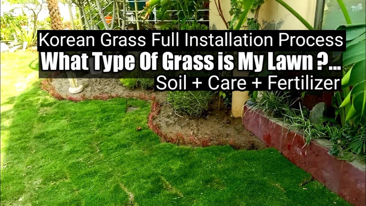 What type of Grass is my lawn | Korean grass full installation process | Korean vs Fine Dhaka Grass