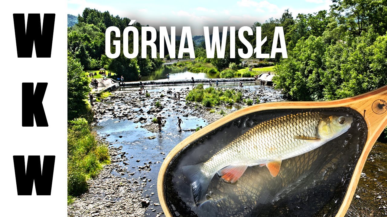 Górna Wisła - woda wolna od PZW | Wędkarstwo Muchowe | Wędkarstwo Kazimierza Wielka