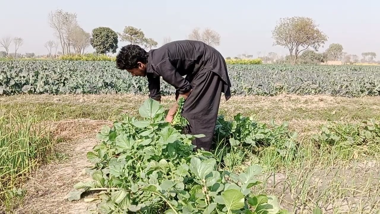 Agriculture work #highlights #Apna Pakistan official