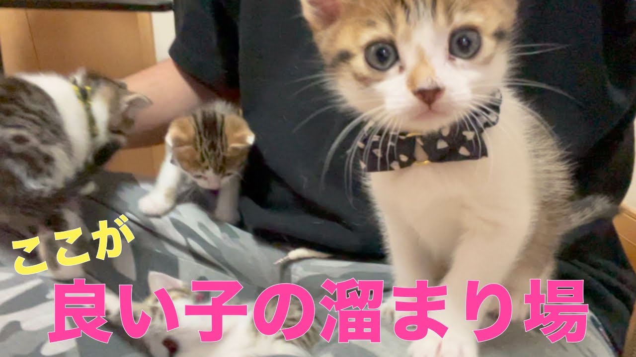 食後は良い子の溜まり場へ集合する子猫達です。