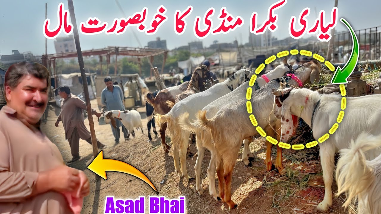 Top Quality Bakra Liyari Mandi | Heavy Male Goat with Asad Bhai