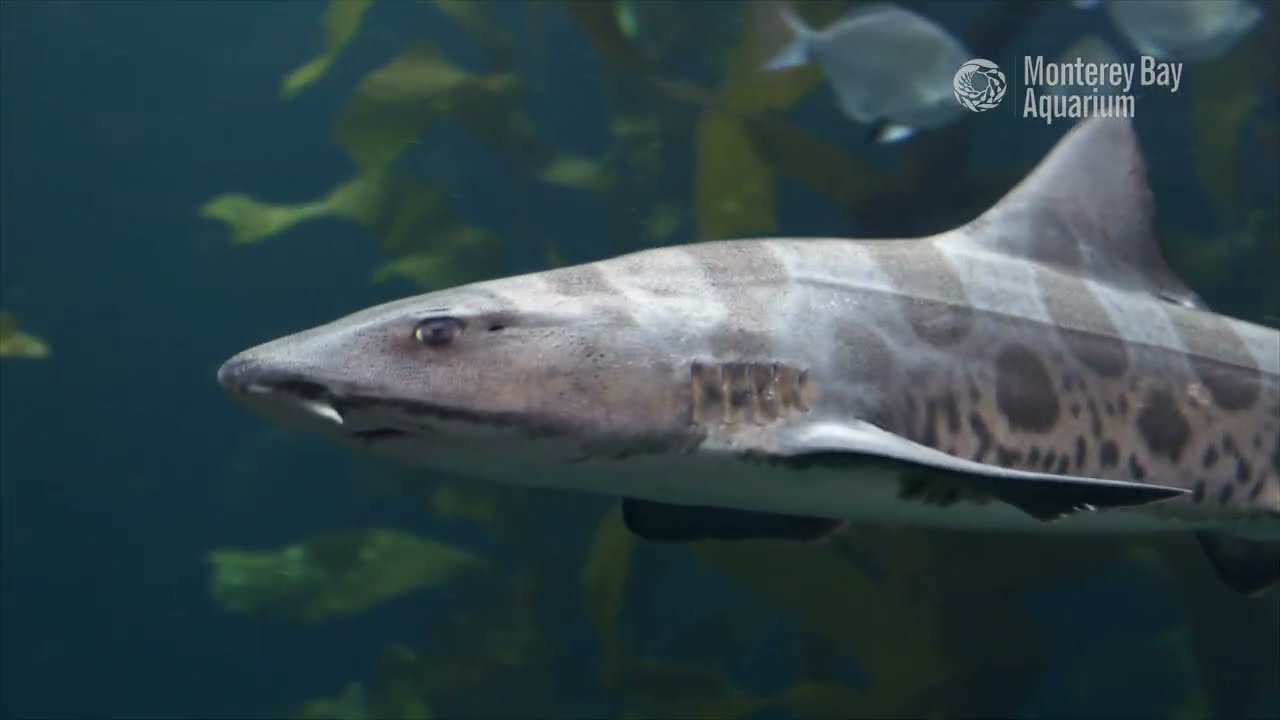 Leopard Sharks — Shore to Dermaldentickle Your Fancy