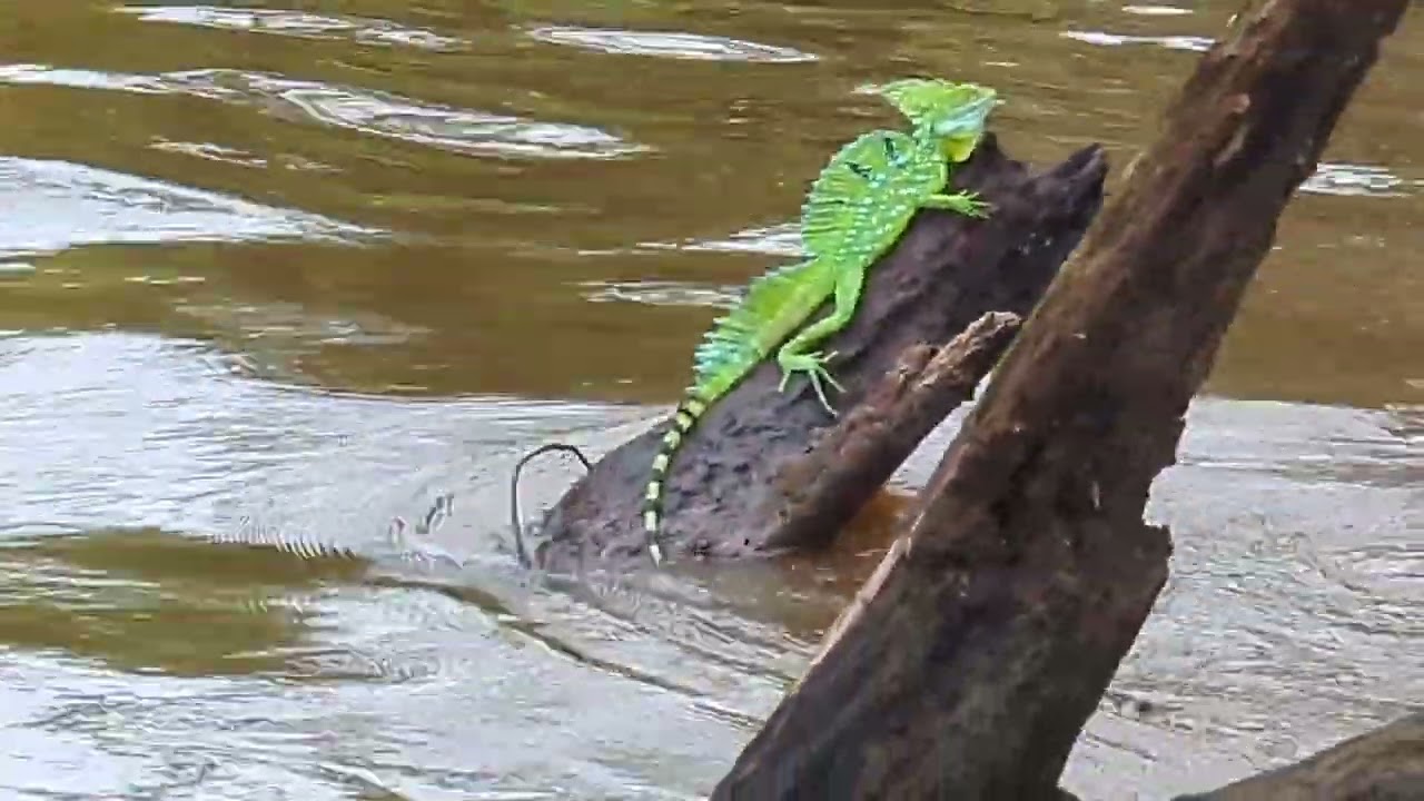 First Night at Arenal Kioro Hotel and Wildlife Cruise on Rio Frio