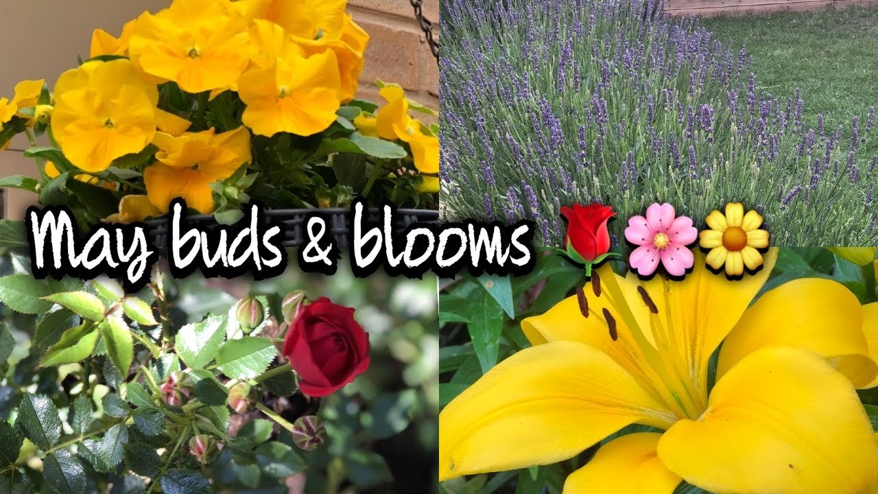 BUDS & BLOOMS - MAY 2020