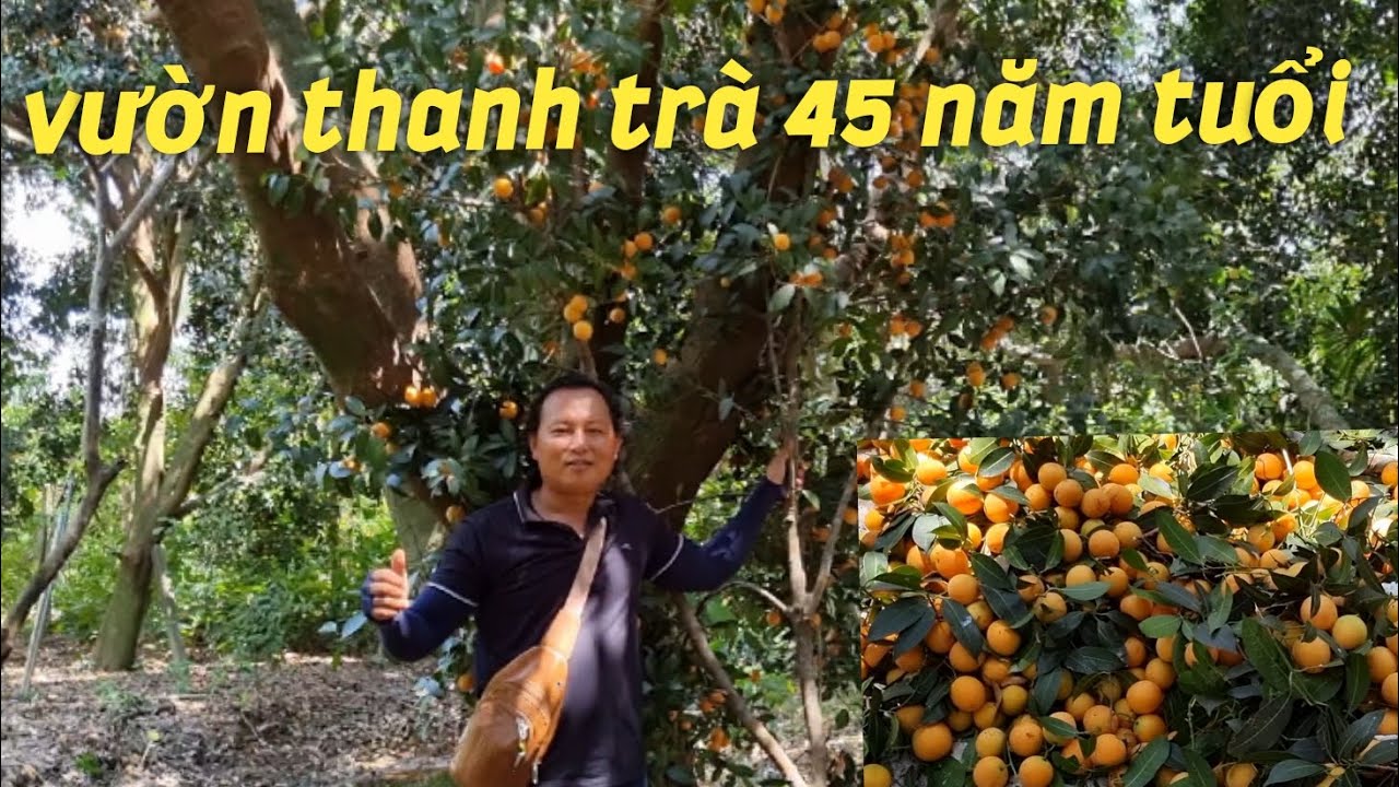 Thu hoạch thanh trà -vườn thanh trà lớn nhất Đông Thành Bình Minh #111