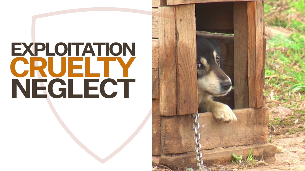 The Animal Legal Defense Fund: All Our Clients Are Innocent