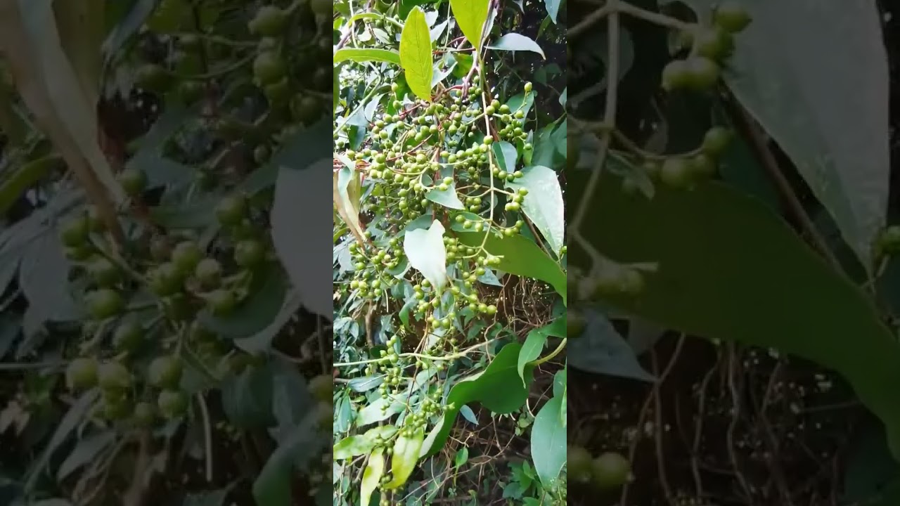 #臭鸡矢藤 1679324919 7623072