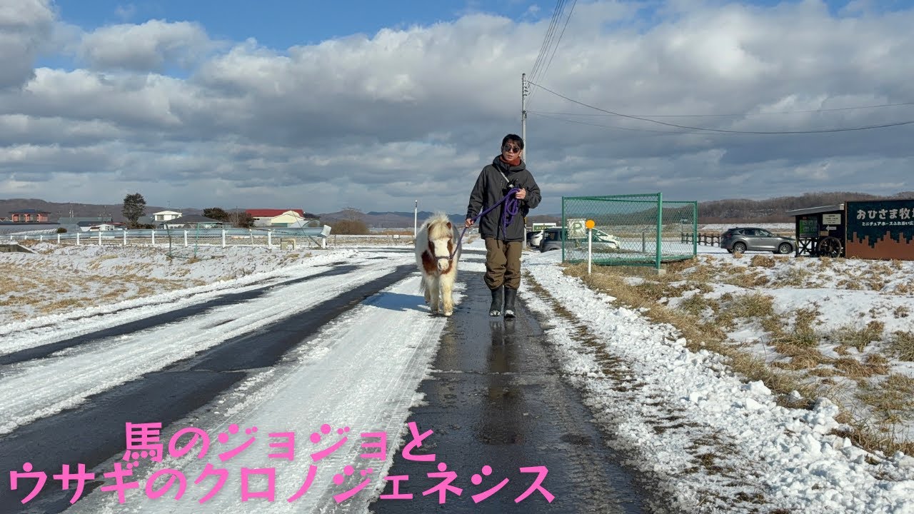 ミニチュアホースの何でもない１日