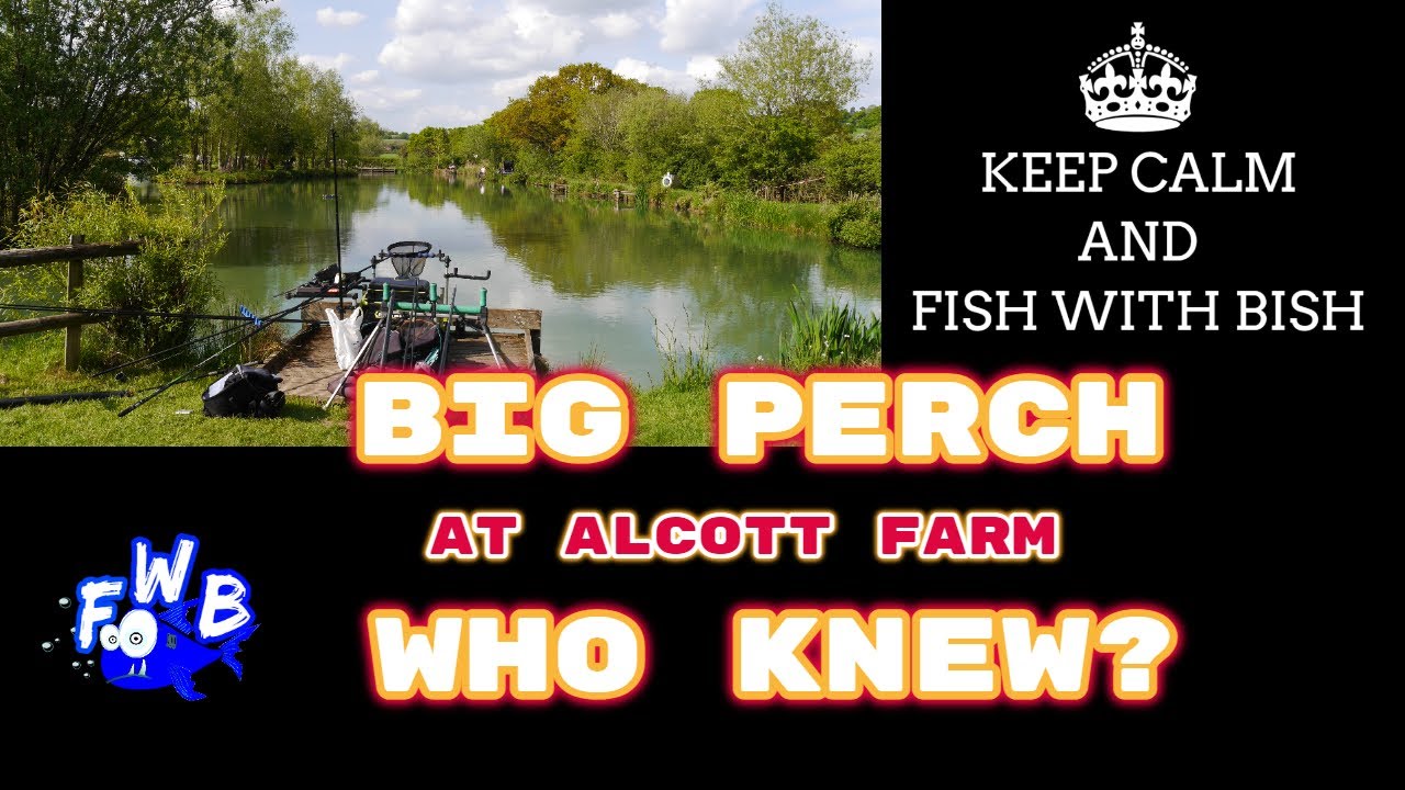 BIG PERCH AT ALCOTT FARM.....WHO KNEW? #PLEASUREFISHING