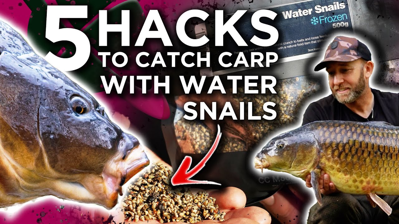 FIVE Reasons Why You NEED To Use Frozen Water Snails for carp Fishing! 😮