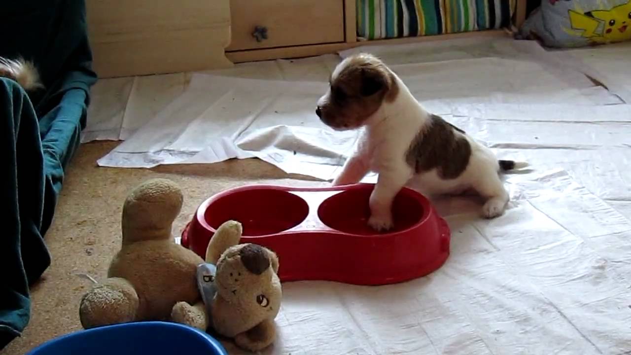 Parson Russell Terrier Welpen - Parson of Pirates' C-Wurf
