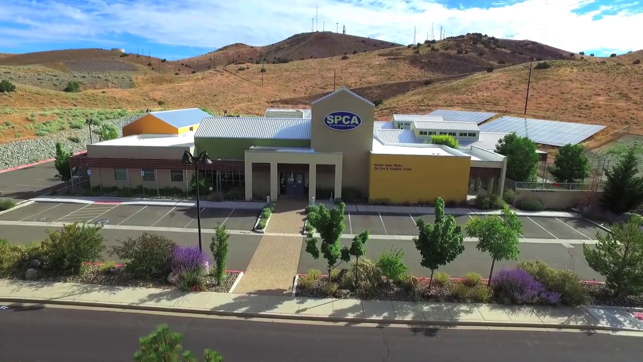 SPCA Of Northern Nevada Green Dot Dog Walking Training