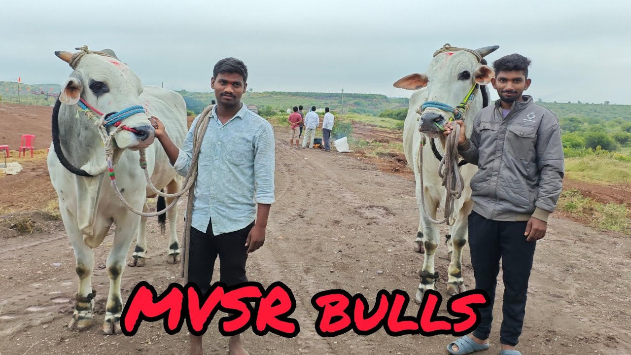 వెంకటాయపల్లి  సీనియర్స్ విభాగంలో 1వ MVSR & BVOR బుల్స్