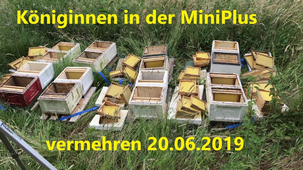 Königinnen in der MiniPlus vermehren, 20.06.2019 *4K*