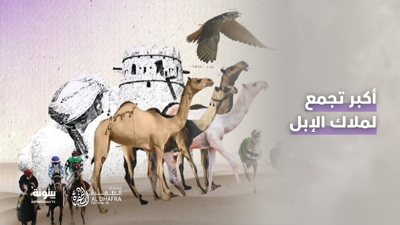 #مهرجان_الظفرة بنسخته الـ19 ضمن موسم مزاينات أبوظبي.. ملتقى عالمي لعشاق الرياضات التراثية