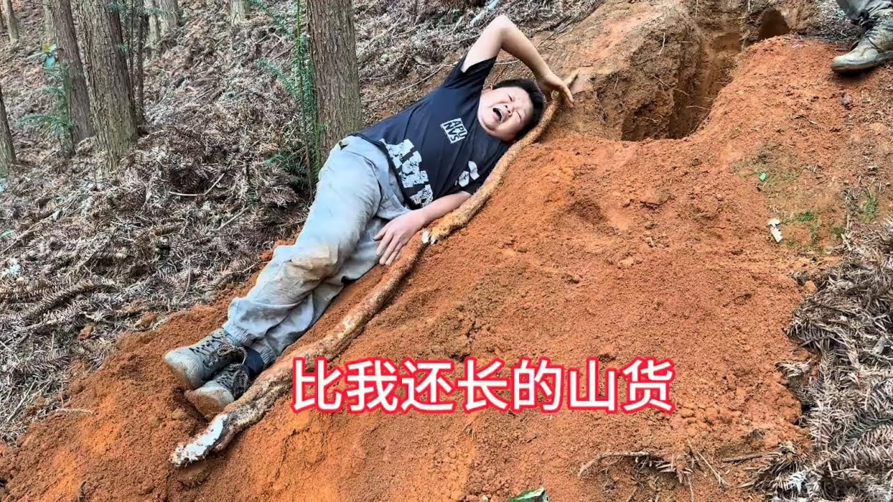 来自大山深处的美味，一寸山薯三斤力，小伙伴今天收获满满#野外 #山货 #挖山药 #野生山药