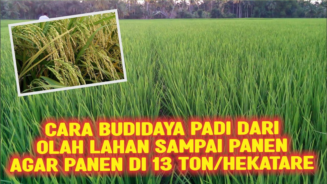 CARA BUDIDAYA PADI DARI OLAH LAHAN SAMPAI PANEN AGAR PANEN DI 13 TON PER HEKTARE