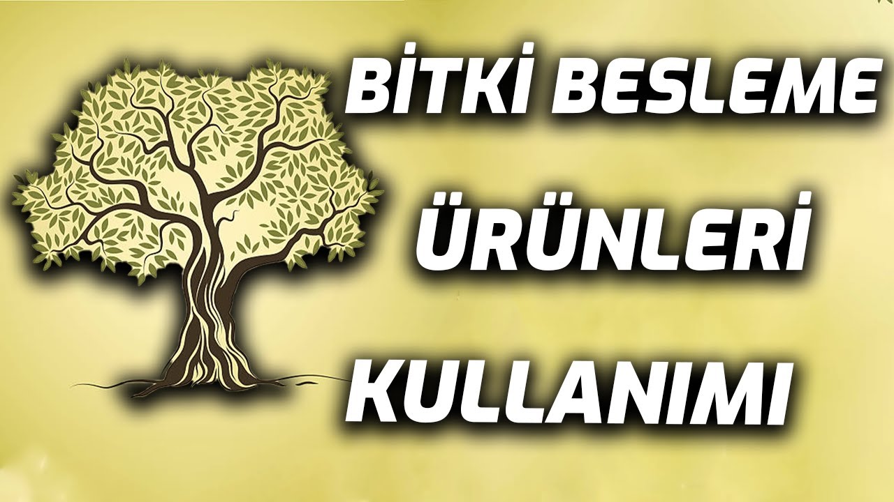 ZEYTİNDE BİTKİ BESLEME ÜRÜNLERİ KULLANIMI | TARIMDA BAŞARI - İZMİR/TORBALI