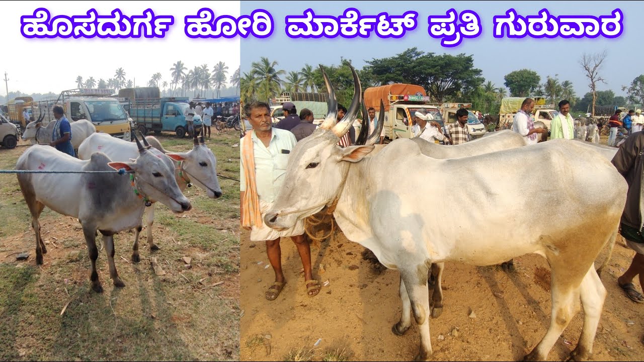ಹೊಸದುರ್ಗ ಹೋರಿ ಮಾರ್ಕೆಟ್ ಪ್ರತಿ ಗುರುವಾರ Hosadurga Hori Market every Thursday
