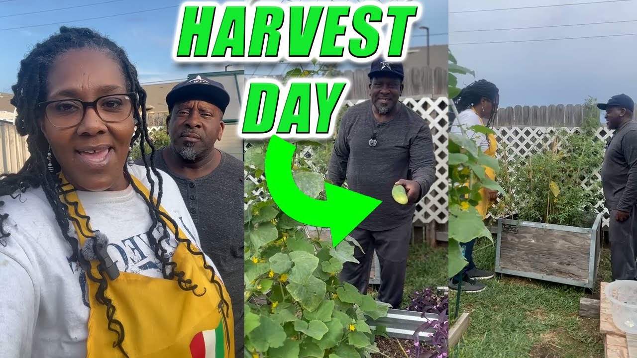 HARVESTING OUR CUCUMBERS! 🌱🥒 BIGGEST PICK YET!