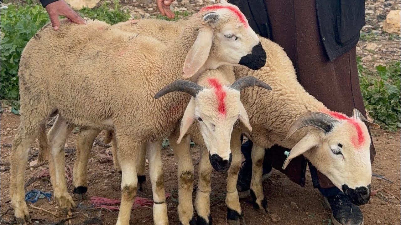 مباشرة من سوق البروج مع ثمن الحولي او النعجة السوق اليوم طالع 🔥🔥