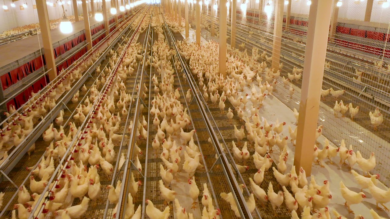 WHITE CAGE FREE HENS TONOPAH